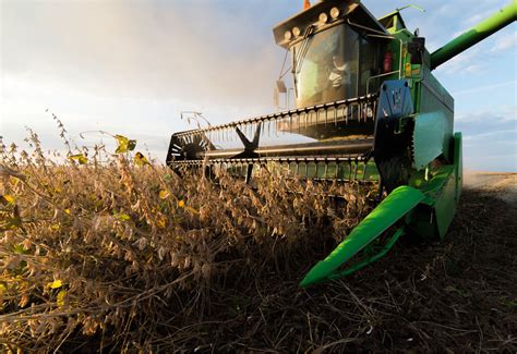 When is the Best Time to Harvest Soybeans? – NorthStar Genetics Canada