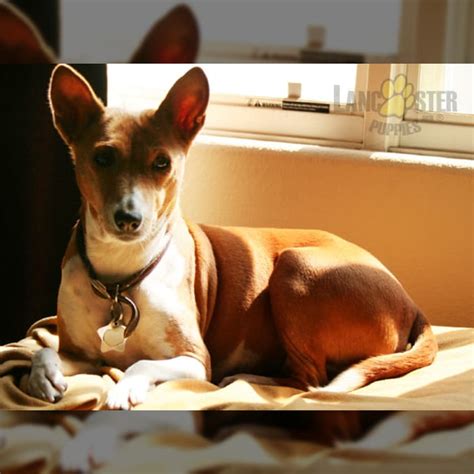 Basenji Puppies for Sale | Lancaster Puppies