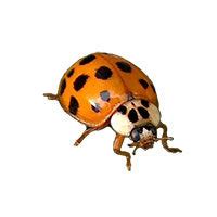 Asian Lady Beetle Identification, Habits & Behavior | Batzner Pest Control