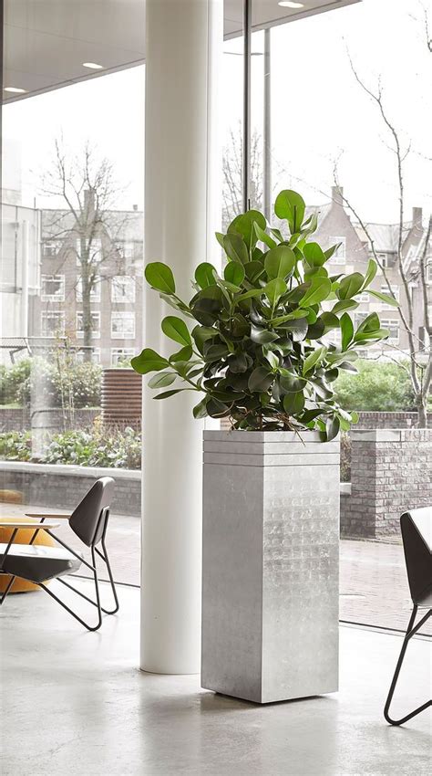 Plants for Offices | UK | Funky Yukka Office Plants Stone Planters ...