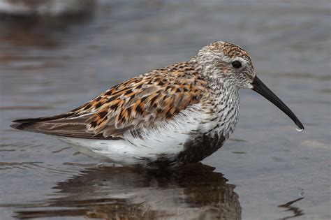 Dunlin (breeding adult) – Jeremy Meyer Photography