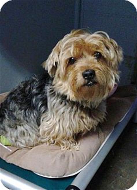 Norfolk, VA - Yorkie, Yorkshire Terrier/Norwich Terrier Mix. Meet Fritz a Dog for Adoption.