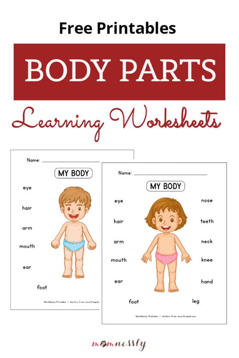 30++ Body Parts Worksheet For Kindergarten – Worksheets Decoomo