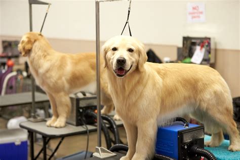 How to Groom a Golden Retriever: Keeping Goldens in 14-K Gold Grooming ...