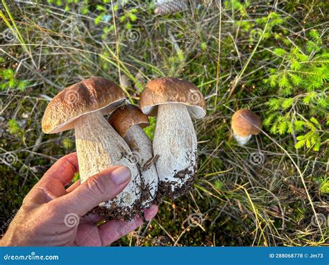 Three Amazing Cep Mushroom in Hand Stock Photo - Image of delicious ...