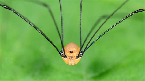 Daddy Longlegs Won’t Kill You - Cool Green Science