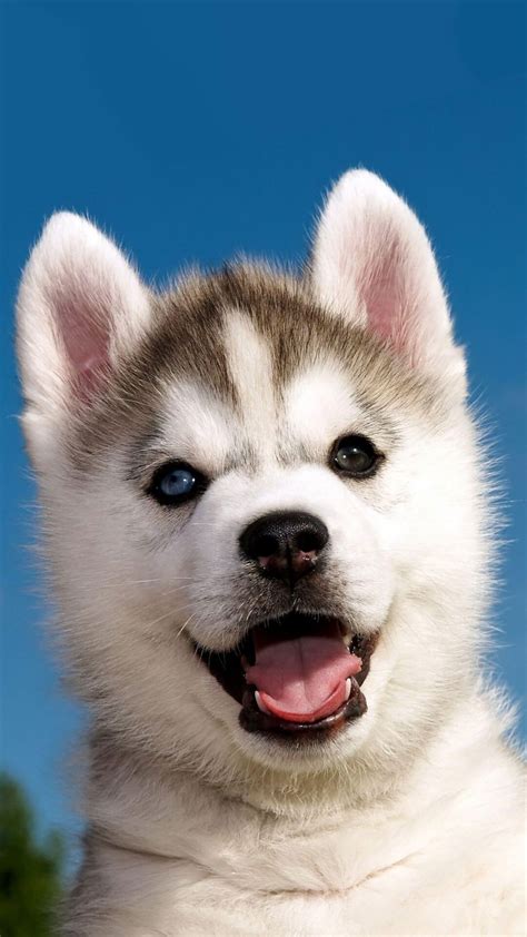 Cute Siberian Husky Puppy iPhone 6 Wallpaper | Dog wallpaper, Cute dog ...