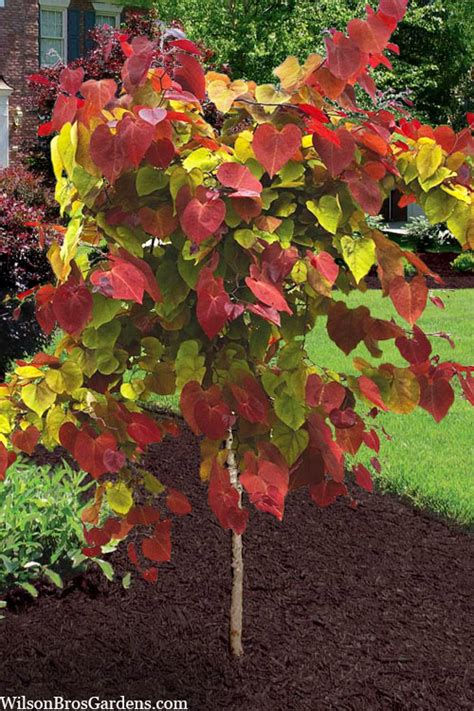 Flamethrower Redbud Tree Growth Rate Official Supplier | library.ecosystem.build