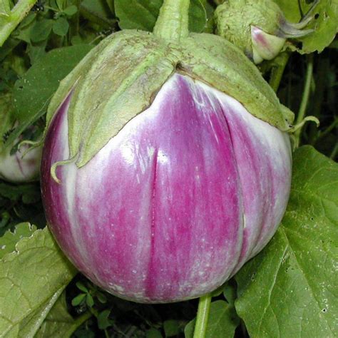 Eggplant - Rosa Bianca - St. Clare Heirloom Seeds