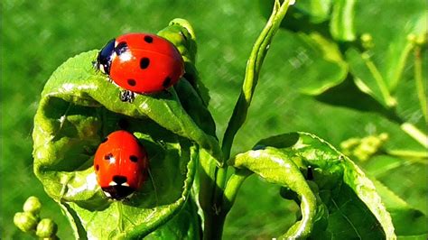 Ladybugs, Beneficial Insects help me in the garden - YouTube