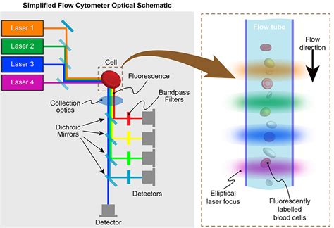 What is Flow Cytometry? | Coherent