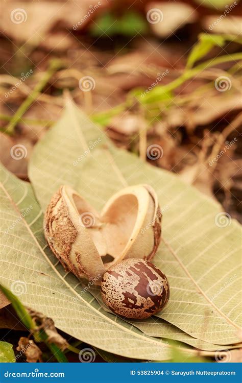 Fruit of Rubber tree stock photo. Image of botanical - 53825904