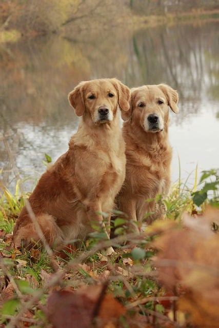 Unlock the Secrets of Golden Retriever Weight: A Comprehensive Guide to ...