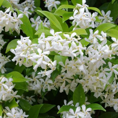 Jasmine Plant - How to Grow Indoor Care Guide | Houseplant 411 - Identify, Grow, and Care for ...