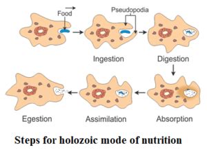 STEPS OF HOLOZOIC MODE OF NUTRITION(CLASS-10) - EKUL EDUCATION