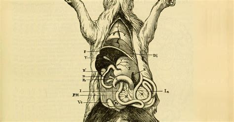 Are Catgut Instrument Strings Really Made From Cat Guts? The Answer ...