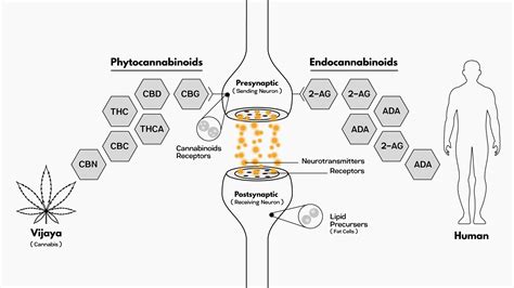 Cannabinoids Series – Part 1 : CANNARIE