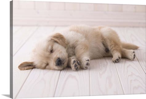 Sleeping golden retriever puppy Wall Art, Canvas Prints, Framed Prints, Wall Peels | Great Big ...