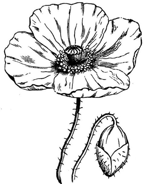 Pin by ddde on Zeichnungen | Poppy coloring page, Flower drawing, Poppy ...