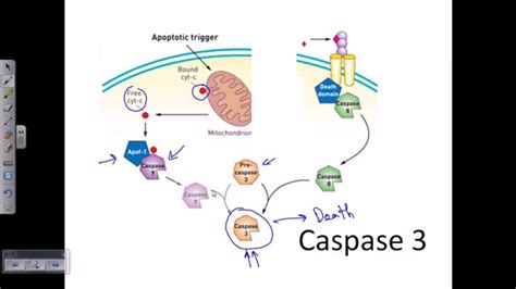 Caspase 3 | caspase cascade apoptosis - YouTube