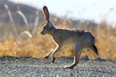 3840x2160 resolution | kangaroo running on streey surrounded by brown ...