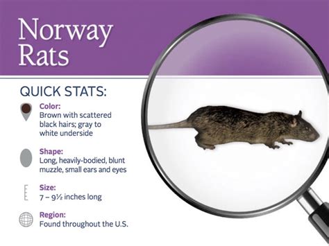 Norway Rats