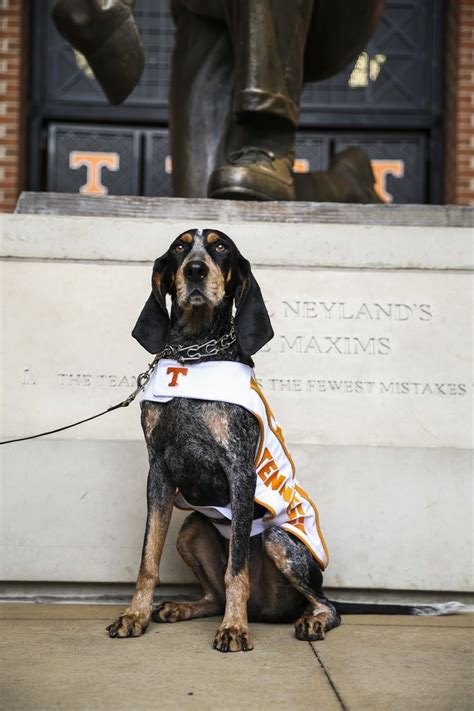 Smokey X: More Than A Mascot by Vol Photos | Tennessee volunteers football, Tennessee mascot ...