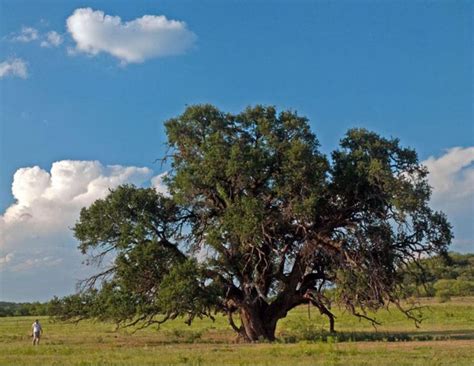 Types Of Texas Oak Trees - PELAJARAN