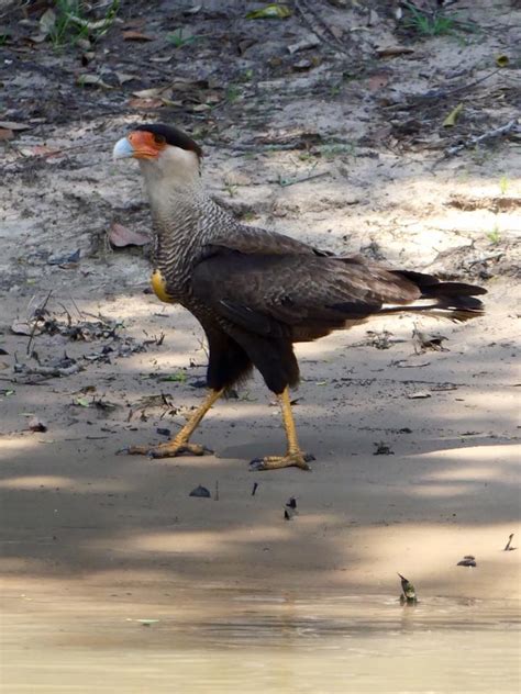 Brazil: Pantanal – Pantanal Birds – Travel2Unlimited