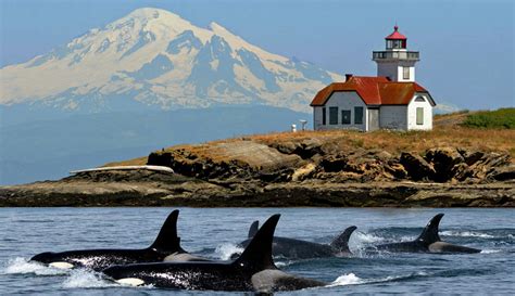 Whale Watching | San Juan Cruises | Bellingham | Friday Harbor | Seattle | Puget Sound