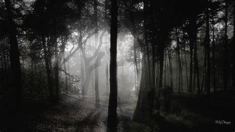 Dark Woods Images. | Dark wood wallpaper, Birch tree wallpaper, Forest ...