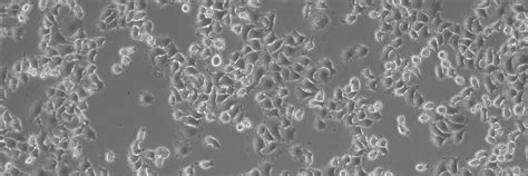 Microscopy Solutions for Cell Culture | Applications | Leica Microsystems