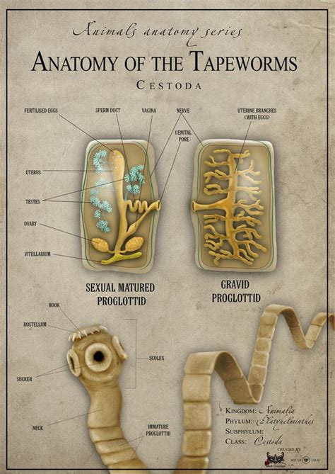 Tapeworm anatomy - United Kingdom