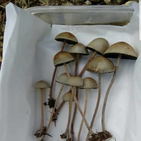 Psilocybe Baeocystis - Ultra Psychedelics