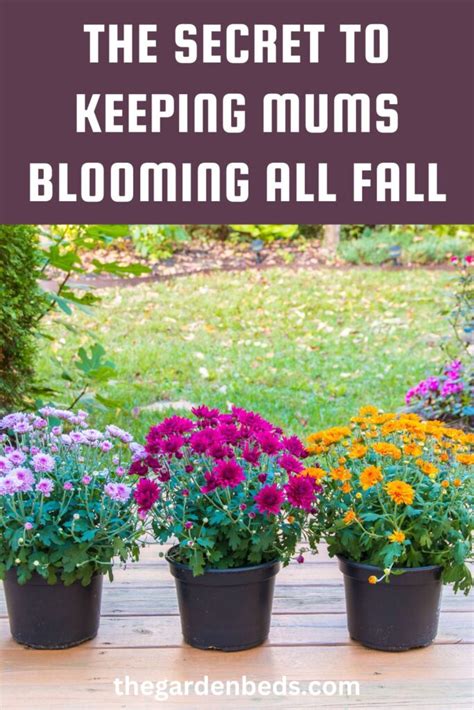 The Secret to Keeping Mums Blooming All Fall - Garden Beds