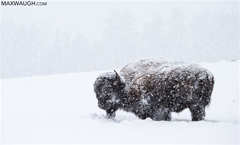 Wildlife Photographer of the Year: Thoughts On A Bison in a Snowstorm | Max Waugh