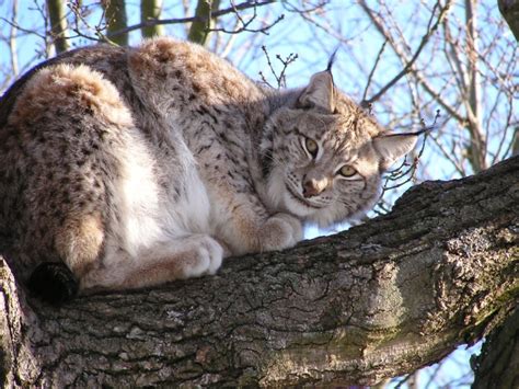 Eurasian Lynx: Solitary Predator with Unique Hunting Skills