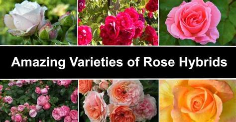 Types Of Rose With Names