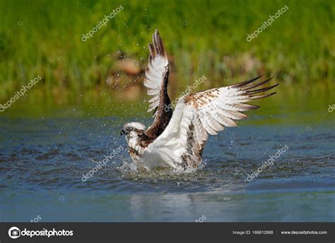 Osprey bird catching fish — Stock Photo © OndrejProsicky #166612888