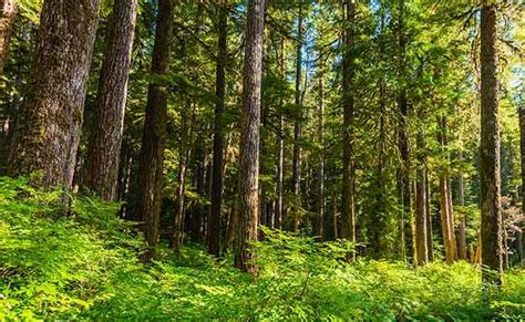 Temperate Coniferous Forest - MaPuPa