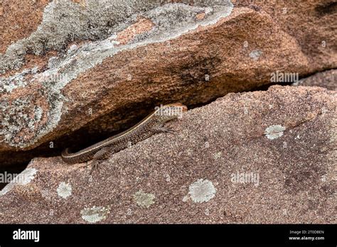 Madagascar girdled lizard or Madagascar plated lizard (Zonosaurus ...