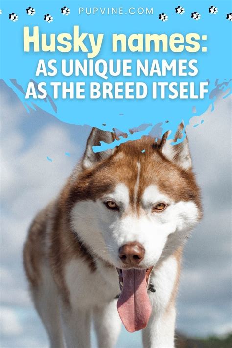 100 husky names as unique names as the breed itself – Artofit