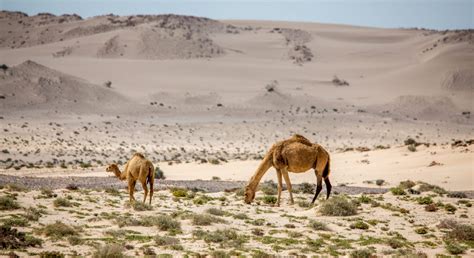 Excursion in the Moroccan desert: 4x4 or walking tour in Dakhla