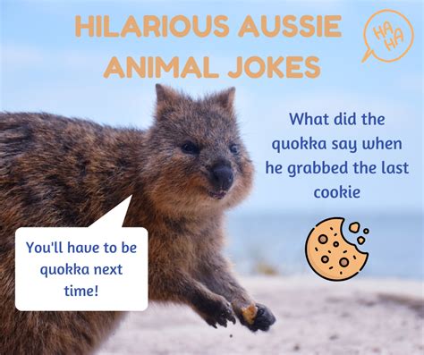 Hilarious Aussie animal jokes — Woofpurnay Veterinary Hospital | Professional compassionate care ...