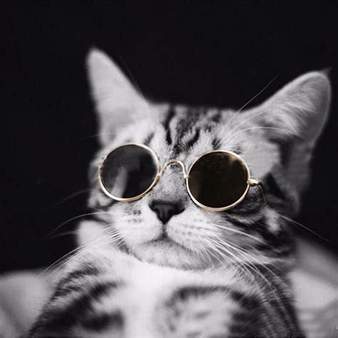 Uber Cool Pet Sunglasses | Kitty, Dogs, Funny