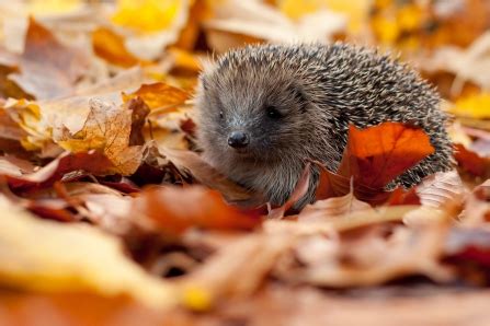 Remember our hibernating hedgehogs | Cumbria Wildlife Trust