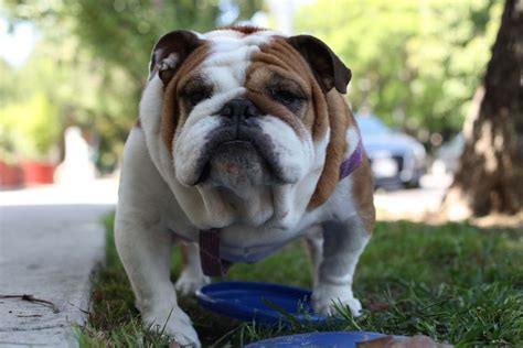 Meet the French Bulldog English Bulldog Mix - FrenchieWiki