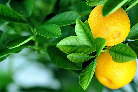 Oranges, fruits, leaves, fresh HD wallpaper | Pxfuel