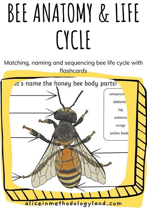 🐝 Bee Anatomy Activity Pack ⋆ Discover Methodologyland