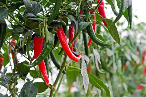 Chilli Growing Guide |Tui| Prepare, Plant, Nourish, Harvest